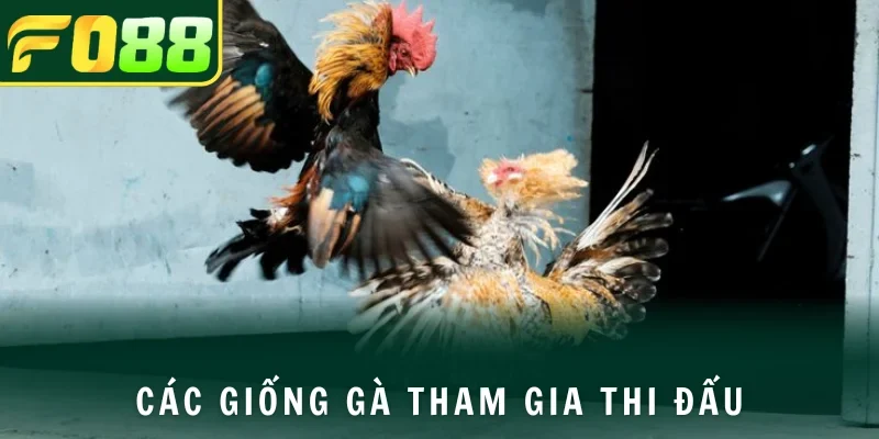 Những giống gà thi đấu gắn cựa dao phổ biến