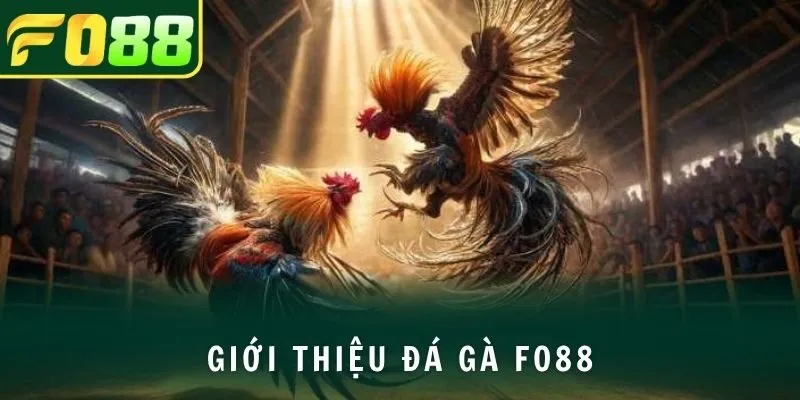 Giới thiệu đá gà FO88