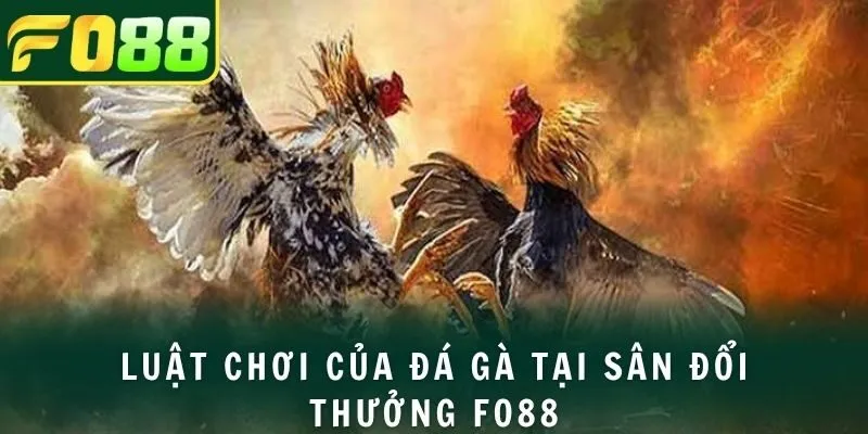 Luật chơi của đá gà tại sân đổi thưởng FO88