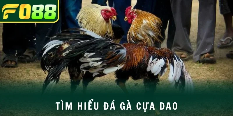 Đá gà cựa dao cực kỳ hấp dẫn