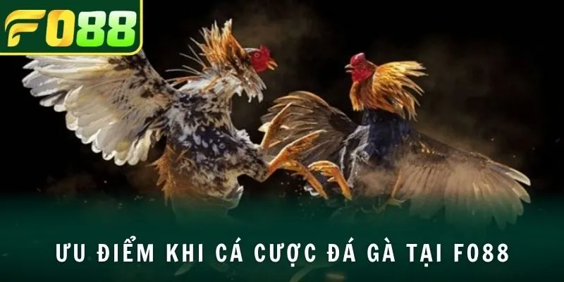 Ưu điểm khi cá cược đá gà tại FO88